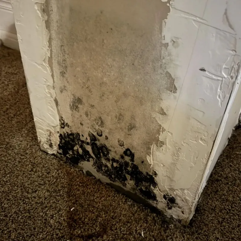 Professional Mold Removal in Red Bay, AL